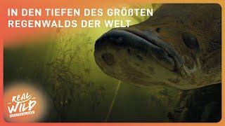 Das Mysterium des Amazonas: Ein tiefer Blick in den Regenwald | Real Wild Doku