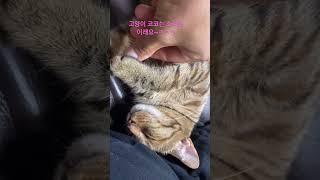 고양이 코고는 소리는 이렇습니다 ㅋㅋ 고양이떡실신