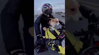 Dog on the motorbike