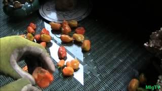 Simplest Method For Stringing Peppers