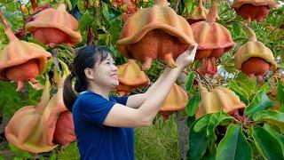 SHOCKING! Harvesting Mom Udder Fruit | The fruit tastes as sweet as cow's milk - Farm Life