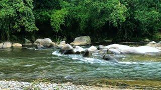 Amazing Relaxing Nature - Sounds for Deep Sleep | The Sound of a Stream in the Forest