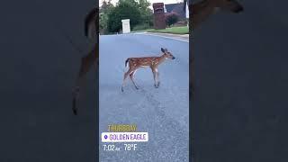 Bambi in Tally