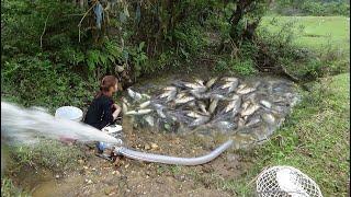 Wild Fishing Exciting | Easy Catch Fish With Large Pump Cannon Sucks Water Out Of Wild Lake Ep16