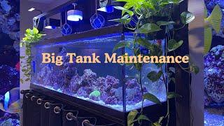 My Secret to a Thriving 125 Gallon Reef Tank: Weekly Maintenance Breakdown!