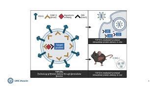 Technology of Protein delivery through engineered Extracellular Vesicles | UMC Utrecht