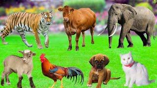 Wonderful Farm Animals :  Rabbit, Goat, Cow, Chicken, Cat, Dog, Sheep, Elephant - Farm Animal Sounds