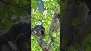 笑死！老家的大狸花猫教猫崽汁爬树！【夏府九只猫】 #cat #萌宠 #cute #宠物生活  #喵星人