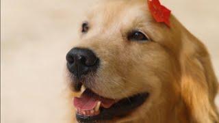 Golden Retriever Luhu：I hope that every child can have a warm winter（4K Version）#goldenretriever