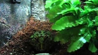 Graboule (My Chacoan Horned Frog / Ma Ceratophrys cranwelli) eating a cricket dusted with calcium