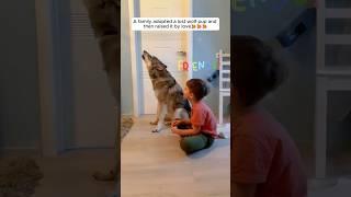 A family adopted a lost wolf pup and then raised it by love #shorts