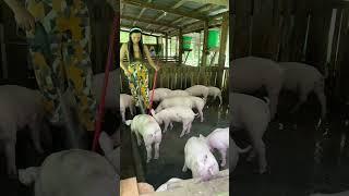 Cleaning time #pig #pigbreeding #animals #pigfarming #pigfeed #farmlife #pigging