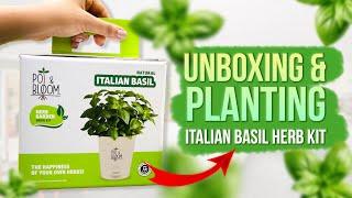 Italian Basil DIY Plant kit | Pot and Bloom | Green Gifting | 4K ASMR