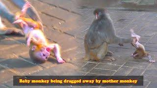 The poor baby monkey was thrown by the mother monkey, the mother monkey really hates the baby monkey