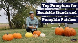 Hybrid Seed Pumpkin Varieties for Roadside Stands, Available at Harris Seeds