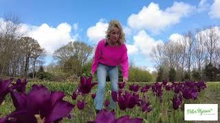 Pick and create your own tulip bouquet with Peter Nyssen