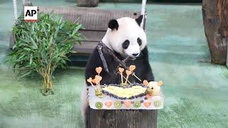 Yuan Bao, the second panda ever born in Taiwan, celebrates her fourth birthday