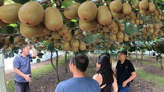 এই ফল চাষ না করলে আপনার জমি না থাকাই ভালো।Kiwi  Fruits Farming and Harvesting & Processing