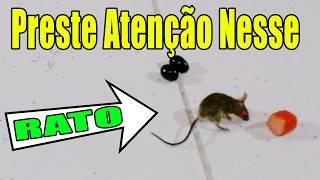 Tem Rato Em Casa? Isso Aqui é Muito Melhor, Todo Mundo Vai Fazer Veja