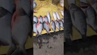 Fish farming business  #shorts #viralshorts