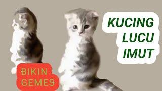 tik tok kucing lucu terbaru