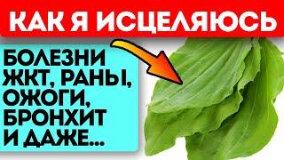 Вот это да! Простой подорожник не только затягивает раны, а лечит даже тяжелые…