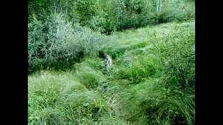 Wolf Rendezvous (Swan Valley, Montana)