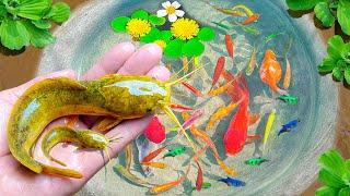 Catching Ornamental Catfish Nest In Tiny Pond, Baby Shark, White Ranchu, Koi Fish | Fishing Video