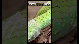 সাপ যে ভাবে খোসা পরিবর্তন করে