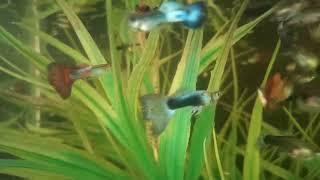 My Exotic Thai Guppy Collection | The AquaFish World