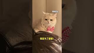 【#薄荷猫猫甜不甜】养猫千日 用猫一时!#我和我的猫 #薄荷猫猫 #好爱我的猫 #新手养猫