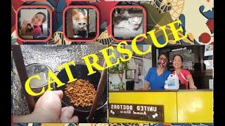 Stray cat rescue || Philippines || Tagalog