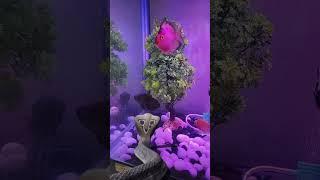 Snake VS Fishes #havish #cute