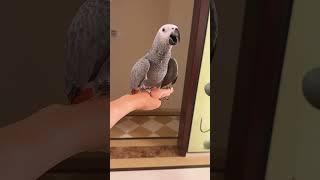 谁说灰机不能互动？？虽然手有点痛！ #birds #parrot #cute