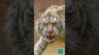 BIG CATS 8K Ultra HD #short #tiktok #trend