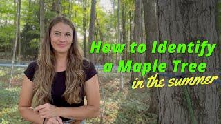 How to Identify a Maple Tree