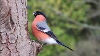 Beautiful Birds in Nature - Life of Birds in their natural Habitat