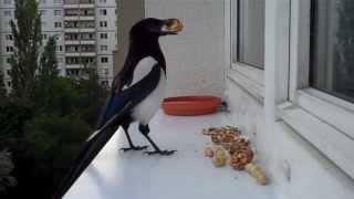 Food for my birds - Futter für meine Vögel Part 2