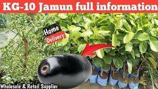 KG10 Jamun Full Information/Farming, plant & fruit/all India Delivery retail & wholesale 9062349546