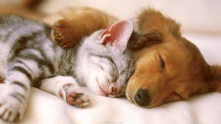 Cutest kittens & Puppies falling asleep Compilation