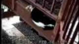 Funny cats