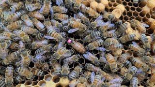 Beekeeping: You Win Some and You Lose Some