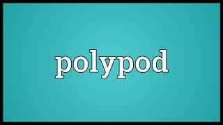 Polypod Meaning | Wordogram