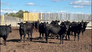 Hines Ranching Co. Ltd. - 940# September Yearling Heifers - 66 Head (Marwayne, AB)