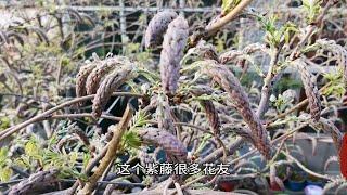 紫藤为何不开花？紫藤修剪方法，教你正确的修剪有助于增加开花量