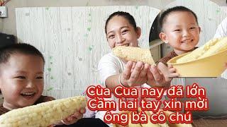 [360] Cùa Cua của ông bà nay đã lớn, biết cầm hai tay mời ông bà dùng bắp 