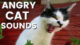 12 Hours of Angry Cat Sounds ~ SCARY ~ Ultra Fast Speed