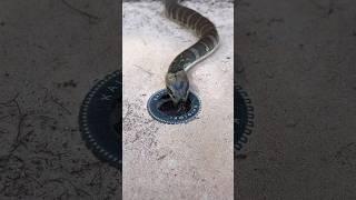Easy Snake Trap using Car tires & hole #creativesnaketrap #buildsnaketrap