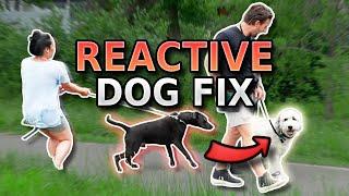 How to ACTUALLY Fix Leash Reactivity