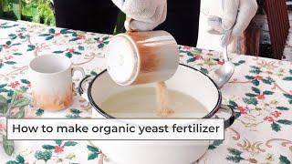 How to Make Organic Fertilizer | Yeast Fertilizer for Tomatoes